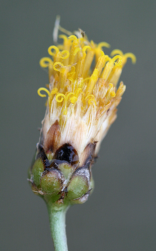 Bebbia juncea var. juncea