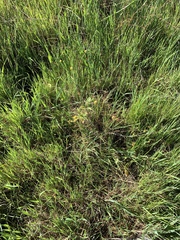 Ranunculus californicus