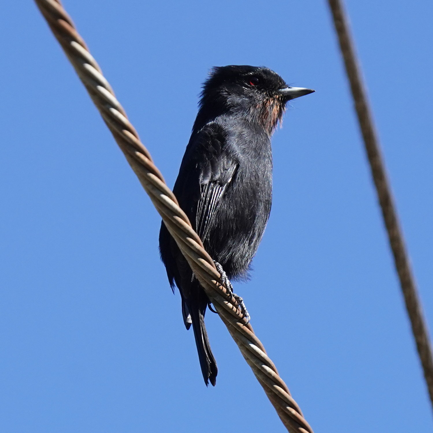 Velvety Black Tyrant (Knipolegus nigerrimus), photo 2