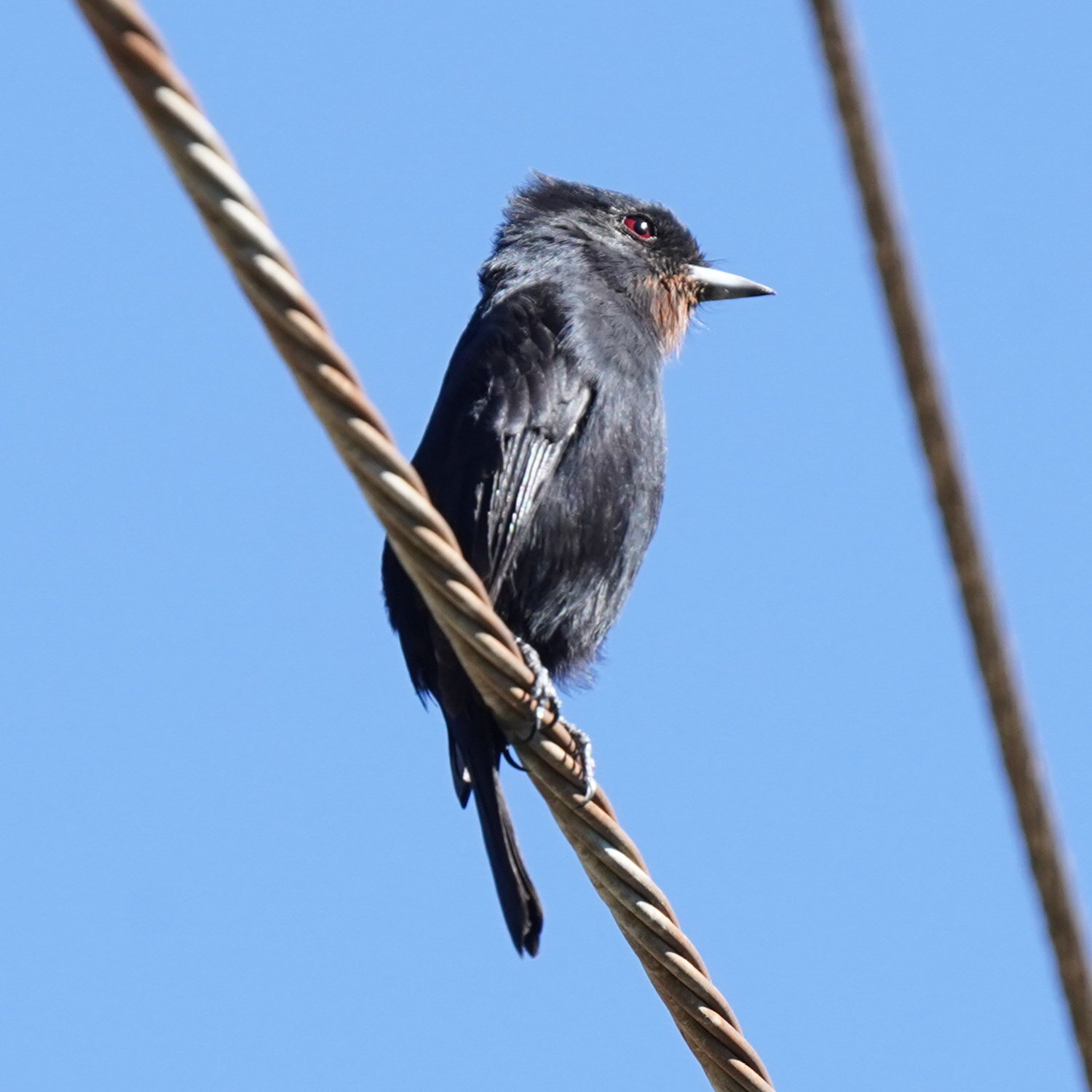 Velvety Black Tyrant (Knipolegus nigerrimus), photo 5
