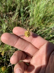Ranunculus californicus