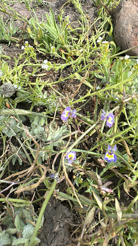 iNaturalist observation photo of Doublehorn Calicoflower