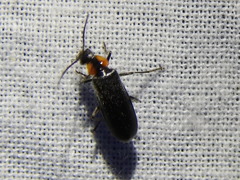 Rhagonycha lineola