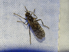 Boreothrinax maculipennis