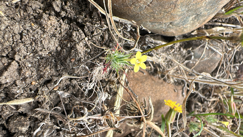 iNaturalist observation photo of Adobe Navarretia