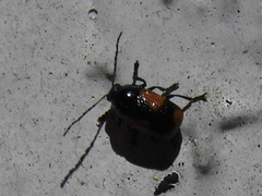 Cryptocephalus quadruplex