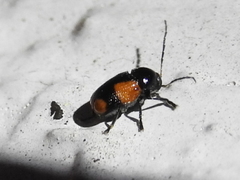 Cryptocephalus quadruplex