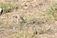 Spizella passerina