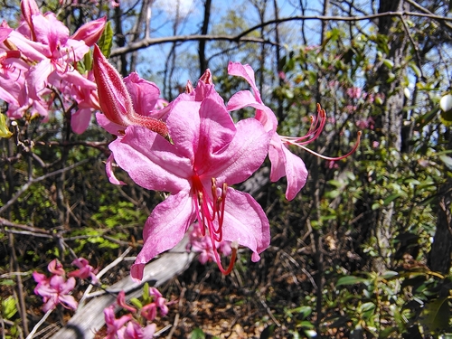 Great rhododendron
