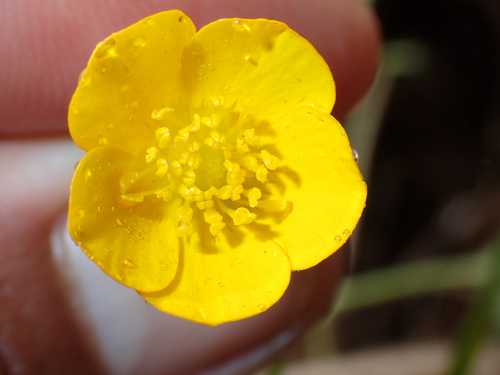 Ranunculus repens observed 2026-04-25