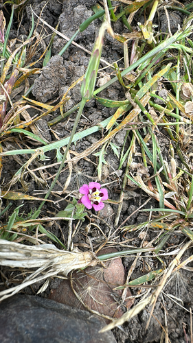 iNaturalist observation photo of tricolor monkeyflower