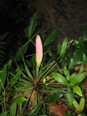 Wallisia anceps