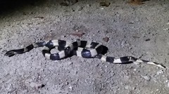 Bungarus fasciatus