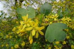 Ribes aureum