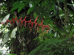 Tillandsia excelsa