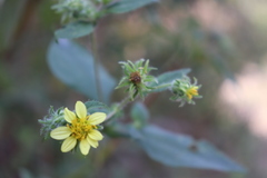 Simsia foetida