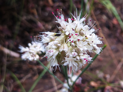 Eriogonum nudum nudum