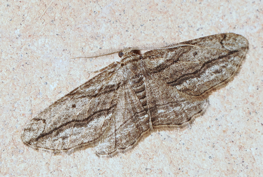 Menophra harterti