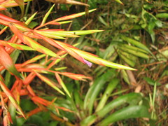 Tillandsia excelsa