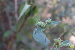 Simsia foetida