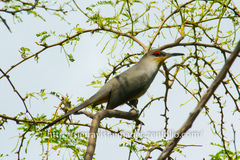 Coccyzus longirostris