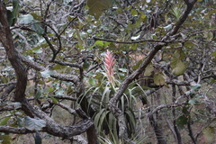 Tillandsia bourgaei