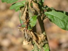 Polistes oculatus