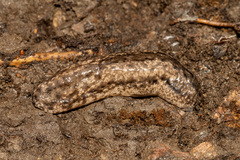 Philomycus togatus image