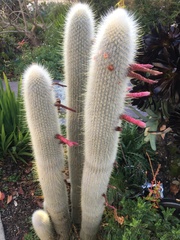 Cleistocactus strausii