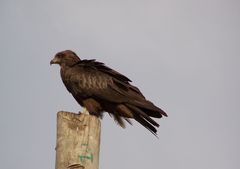 Milvus migrans aegyptius