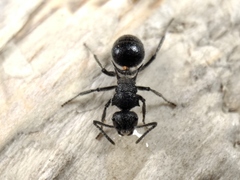 Polyrhachis punctiventris