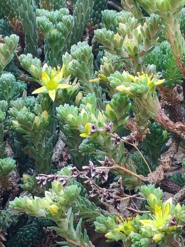 Sedum multiceps