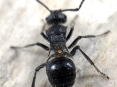 Polyrhachis punctiventris