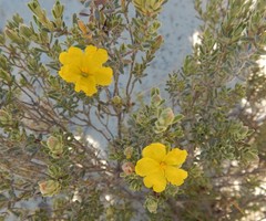 Hibbertia setifera