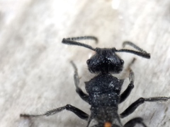 Polyrhachis punctiventris