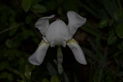 Iris albicans
