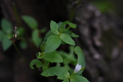 Spigelia humboldtiana