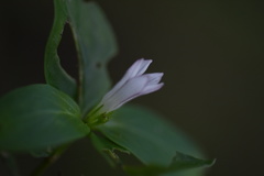 Spigelia humboldtiana