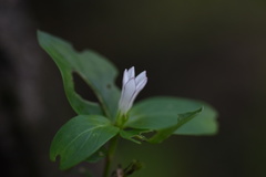 Spigelia humboldtiana