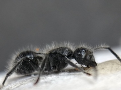 Polyrhachis punctiventris