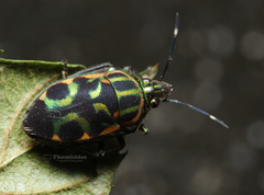 Tetrarthria variegata