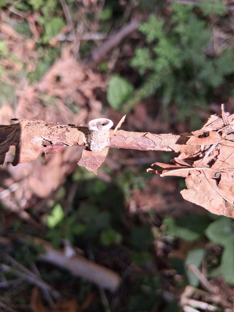 Nidula niveotomentosa · April 2026 · photo: © mrs_mushi (iNaturalist, cc-by)