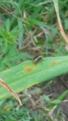 Phyllobrotica
