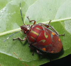 Tetrarthria variegata