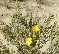 Hibbertia setifera