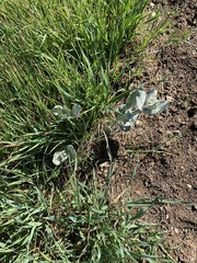 Asclepias californica