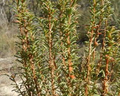 Gyrostemon australasicus