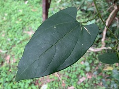Aristolochia acuminata