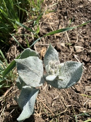 Asclepias californica
