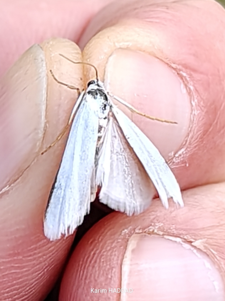 Myelois fuscicostella